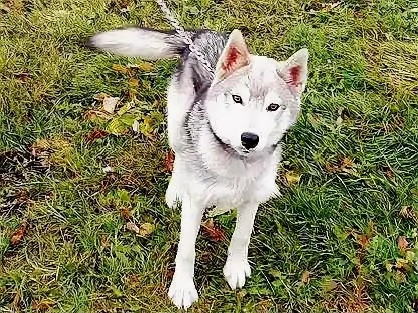 Хаски 300. Хаски 300. Хаски 300. Hasky f7 2t. Husky f7 300.