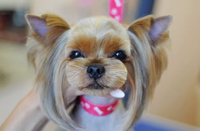 стрижка йорка девочки мордочка. стрижка йорка девочки мордочка. стрижка йорка беби фейс. йоркширский той терьер. стрижка йорка девочки мордочка.