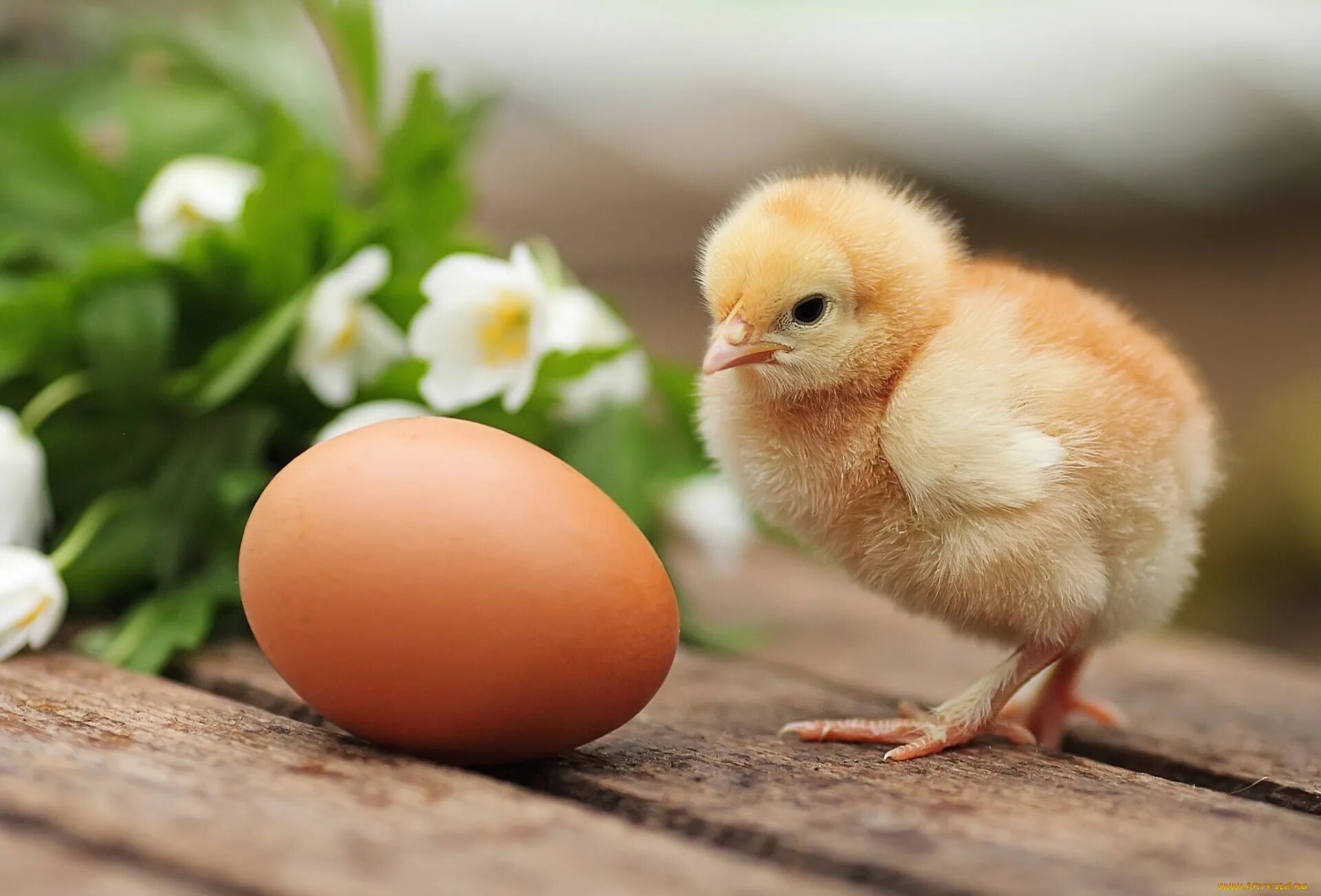В каких яйцах есть цыплята. Цыплята Ломан Браун. Инкубационное яйцо цыплята. Красивые цыплята. Птенец курицы.