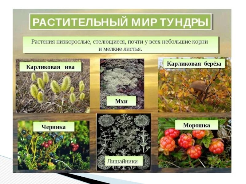 От чего зависит растительность. Растительный мир тундры. тундра животные и растения. растения тундры. зона тундры растительность.