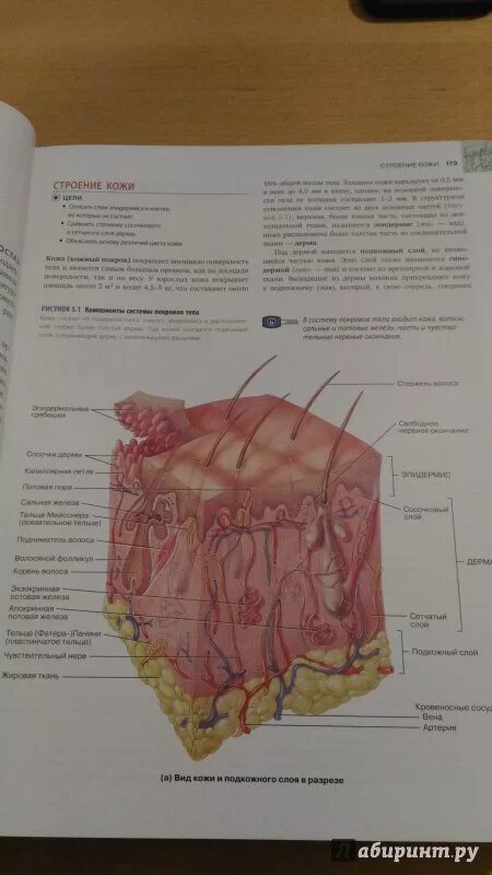 Анатомия и физиология фундаментальные основы тортора и дерриксона. Анатомия. Анатомия и физиология тортора дерриксон. Анатомия. Анатомия физиология фундаментальные основы.