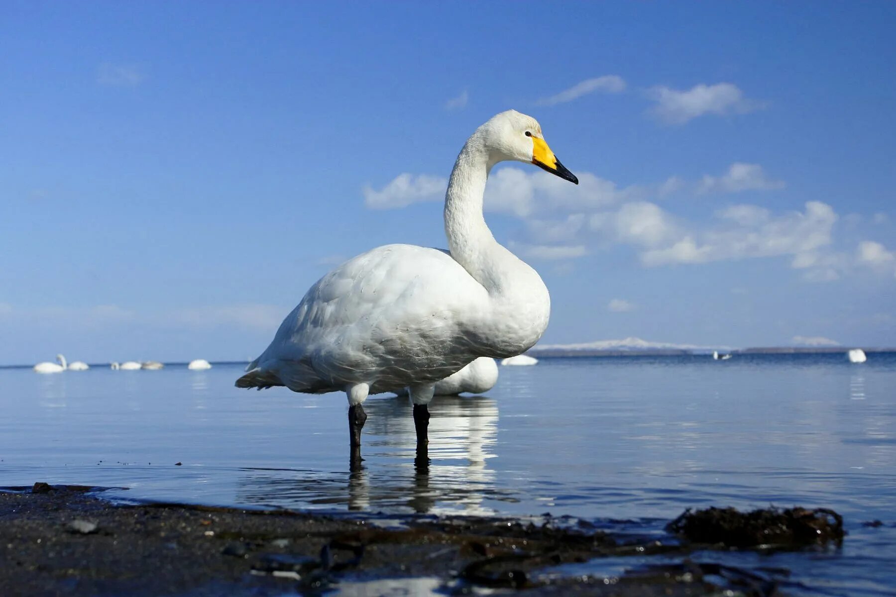 малом лебеде. малом лебеде. малый лебедь (cygnus bewickii). лебедь кликун и малый тундровый лебедь. малый лебедь тундровый лебедь.