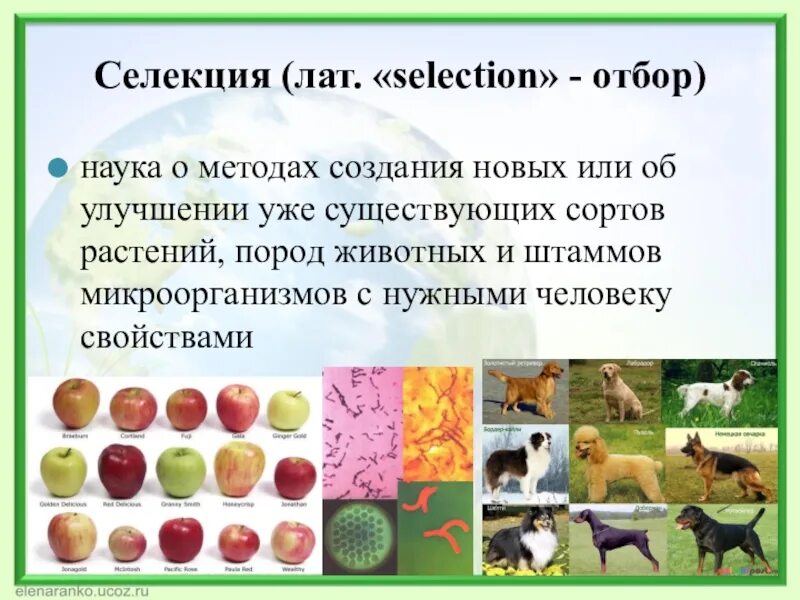 Селекция животных примеры. Селекция это наука о. Профессия селекционер растений. Селекция новых пород животных. Создание высокопродуктивных пород животных.