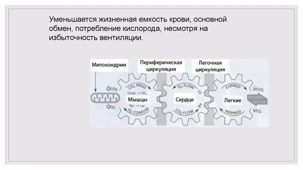 Жизненная емкость крови. Может ли уменьшится базовый обмен.