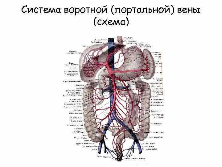 Правая воротная вена. Система воротной вены схема. Воротная система печени анатомия. Воротная Вена печени анатомия. Система воротной вены анатомия.