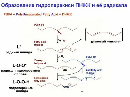 Радикалы липидов
