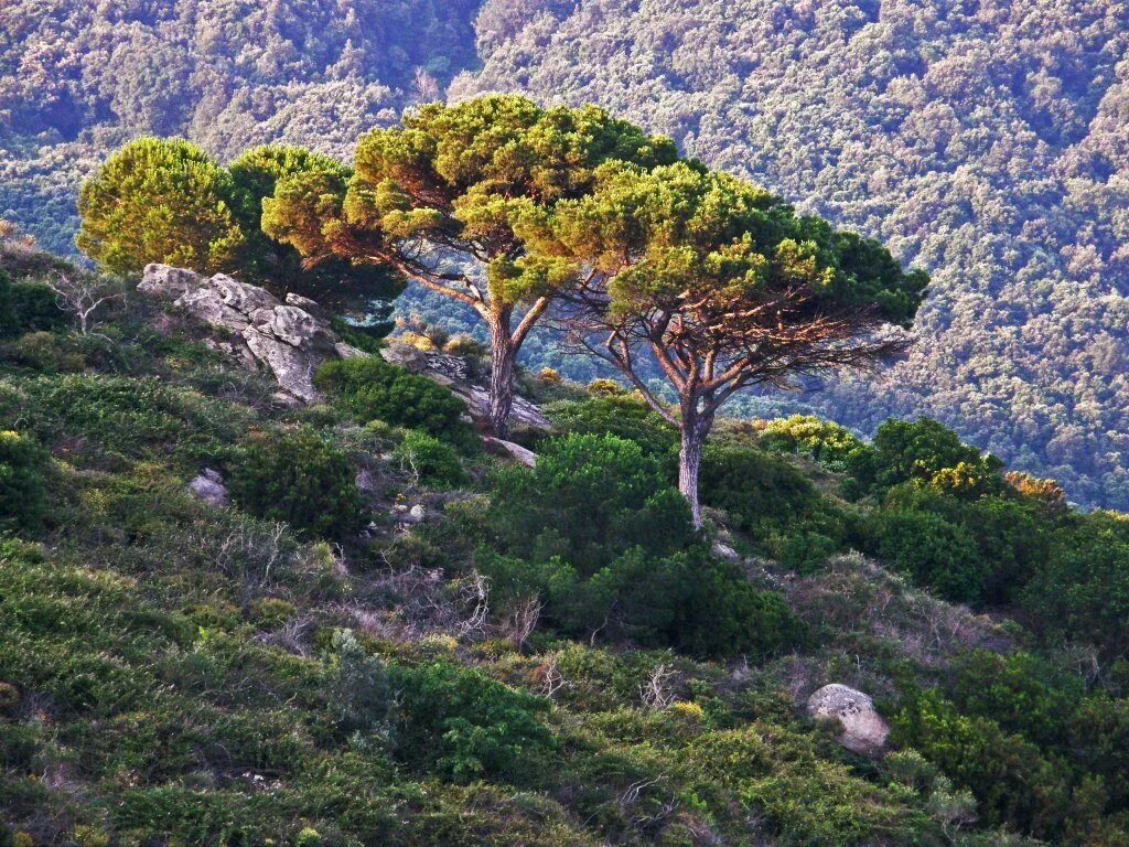 Жестколиственные вечнозелёные леса Испания. Маквис Средиземноморья. Маквис Марокко. Маквис в Греции.