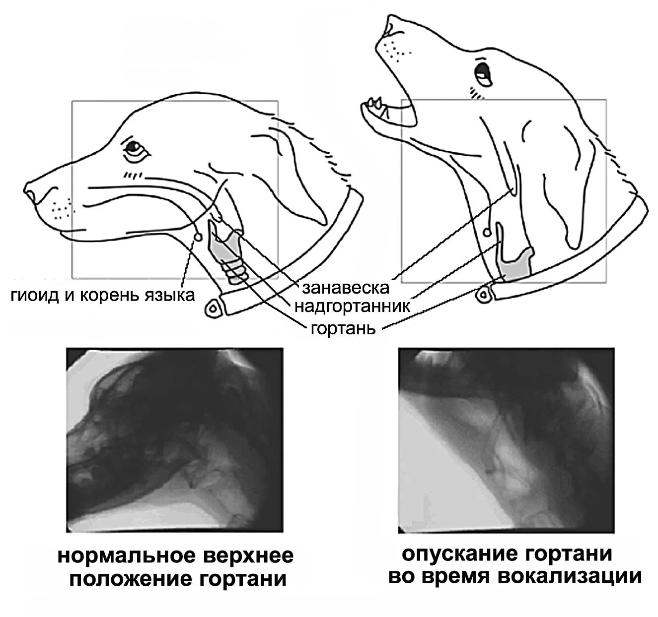 Гортань кошки. Строение гортани собаки. Гортань собаки анатомия. Строение носоглотки у собаки.