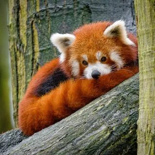 Красная книга фото животных
