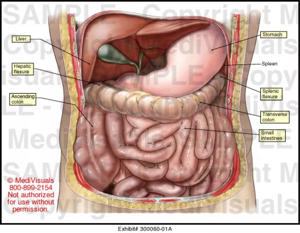 Анатомия органов брюшной полости. Строение брюшной полости человека. Анатомия человека внутренние органы брюшной полости. Анатомия органов человека брюшной полости женщины.