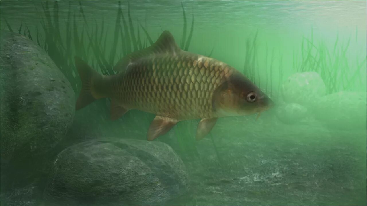 Карась среда обитания водная. Сазан под водой. Карп. Карась под водой. Карп Речной.