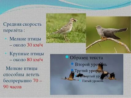 В таблицах даны скорости вороны и комара