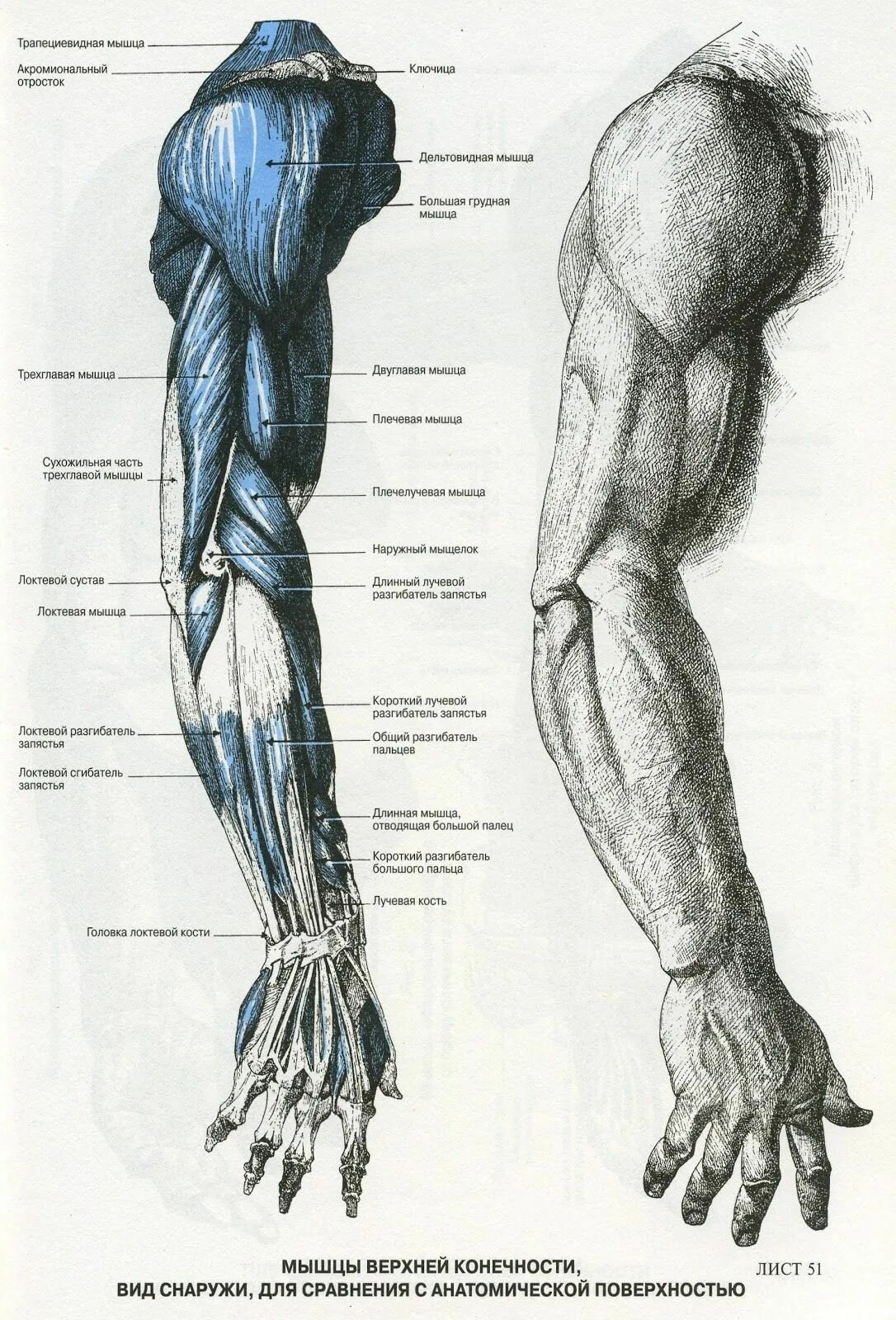 Мышцы предплечья пластическая анатомия. Мышцы руки анатомия человека. Анатомический атлас человека мышцы рук. Анатомия человека мышцы для художников рука.