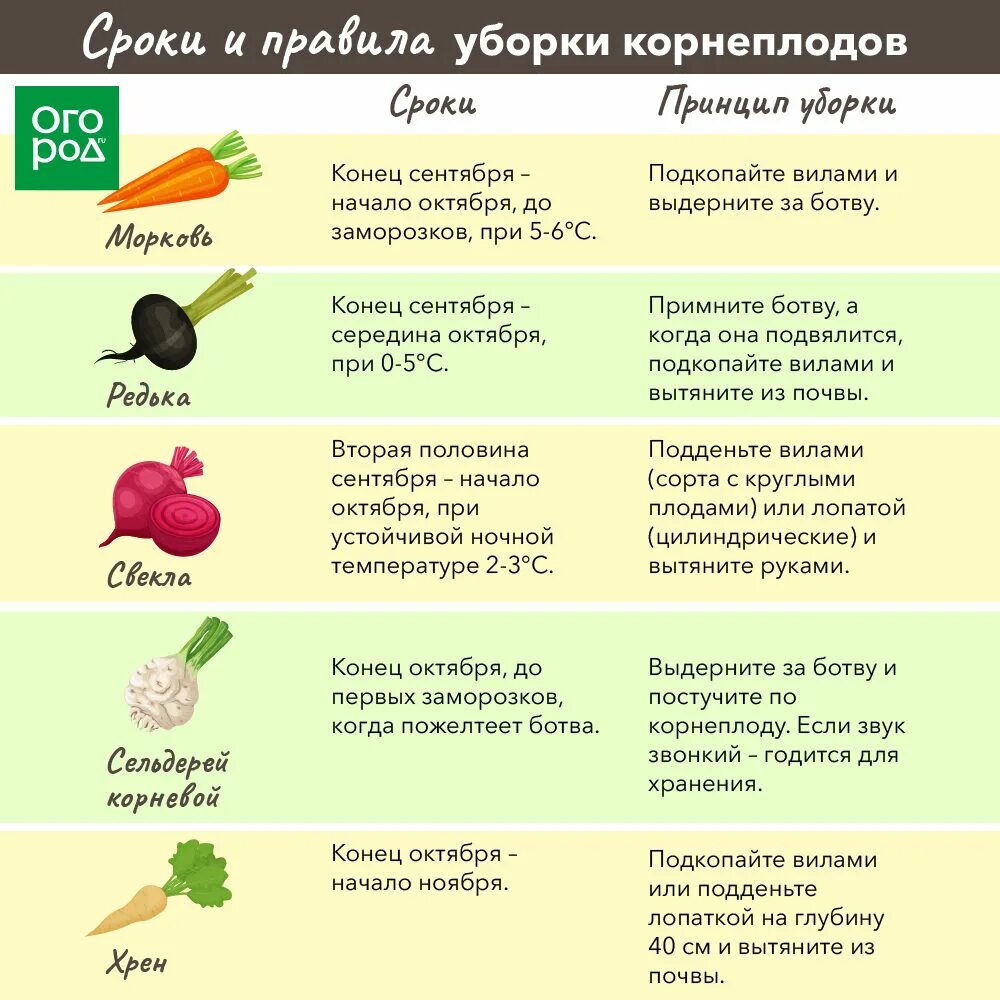 Мытье корнеплодов допускается. Уборка корнеплодов. сроки и приемы уборки корнеплодов. технологии уборки корнеплодов свеклы. время уборки корнеплодов в подмосковье.