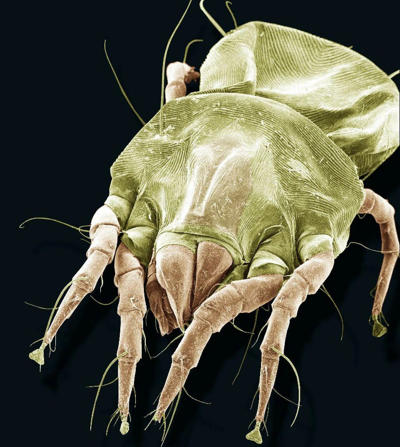 Микробы сапрофиты. Клещ dermatophagoides pteronyssinus. сапрофиты пылевые клещи. клещ dermatophagoides farinae. домашний клещ –dermatophagoides pteronyssinus.