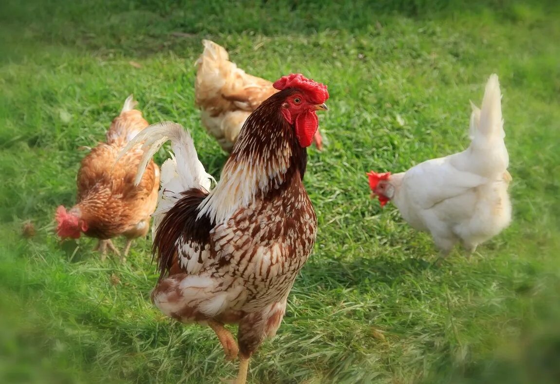 Курица и петух. Петухи распетушились. 2 курицы и 2 петуха. Куры с петухом. Домашний петух.