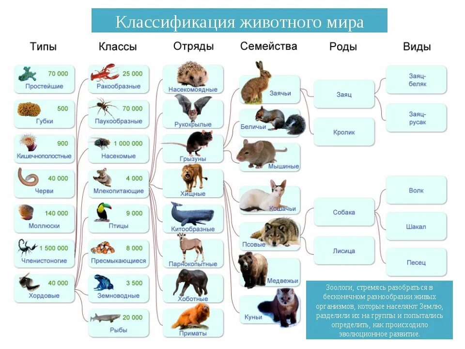 Тест разнообразие животных 3 класс плешаков. Классификация живых организмов 5 класс биология. Классификация животных 5 класс биология таблица по биологии. Таблица классификация живых организмов биология. Систематика животных 11 класс биология.