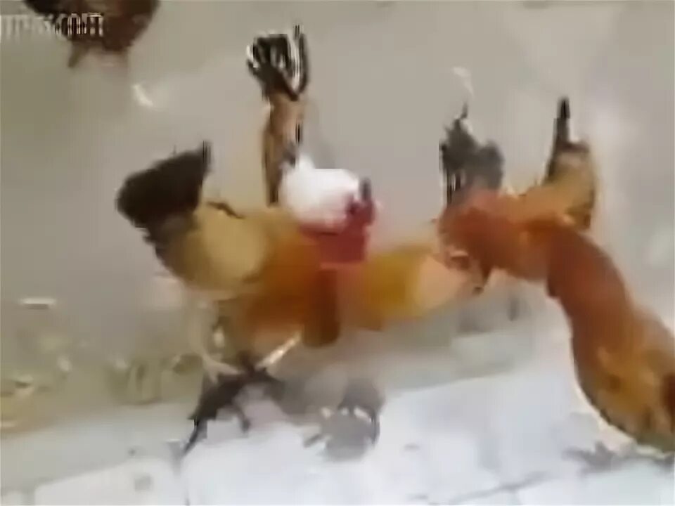 Di paksa rame rame. Di paksa rame rame