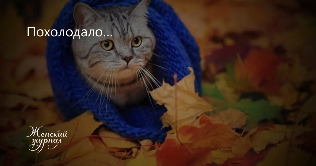 Почему зимой холодно. Осенние заморозки. Похолодало приколы. Холодная осень. Собака в шапке зимой.