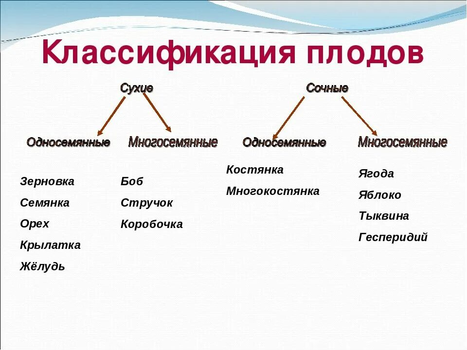 Многообразие оснований. Классификация плодов растений 6 класс. Классификация плодов схема с примерами. Классификация плодов схема 6 класс. Классификация плодов биология 6.