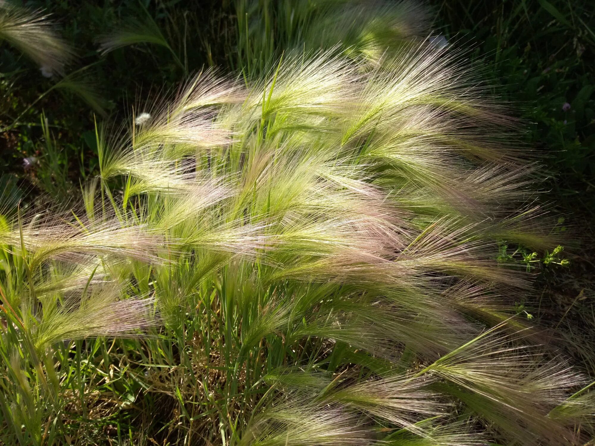 Ковыль стелется. Ковыль перистый. Ковыль перистый (Stipa pennata). Ковыль перистый (Stipa pennata l.). Ковыль (Stipa).