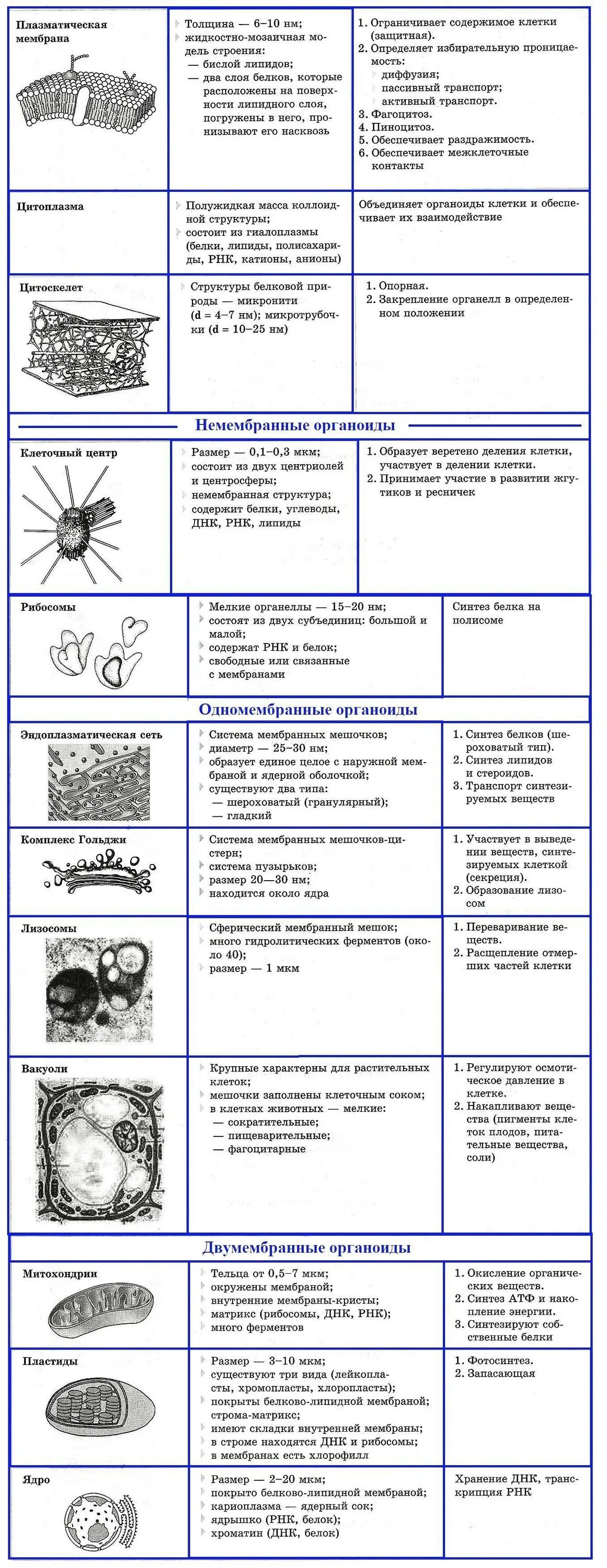 Составная часть клетки функции. Таблица название органоида функции. Таблица органоиды клетки и их функции и строение. Функции органоидов клетки таблица. Органоиды клетки строение и функции таблица.