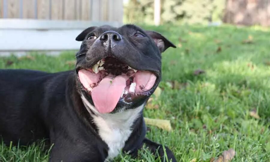 стаффордширский терьер челюсть. стаффордширский терьер челюсть. американский питбультерьер зубы. стаффордширский терьер челюсть. американский стаффордширский терьер злой.