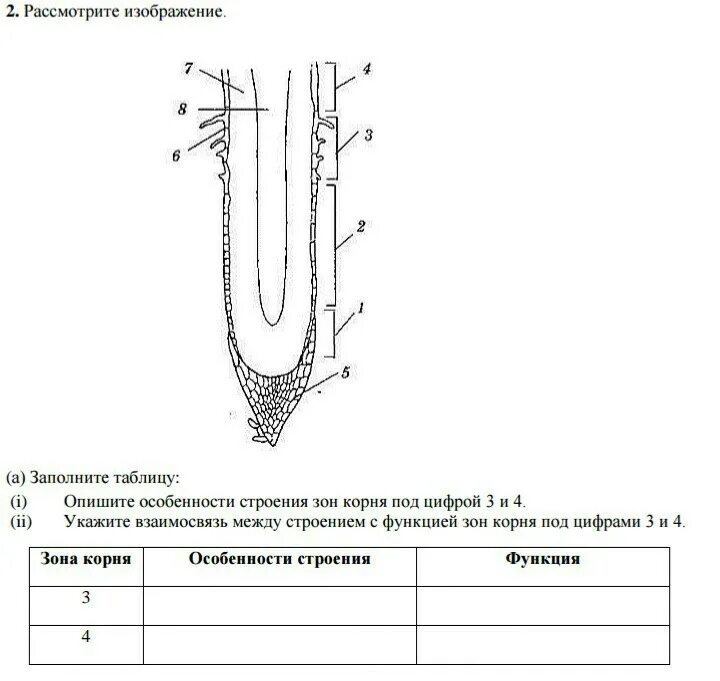 Задания строение корня. Таблица зоны корня 6 класс биология. Строение корня зоны. Внутреннее строение корня рисунок без подписей.