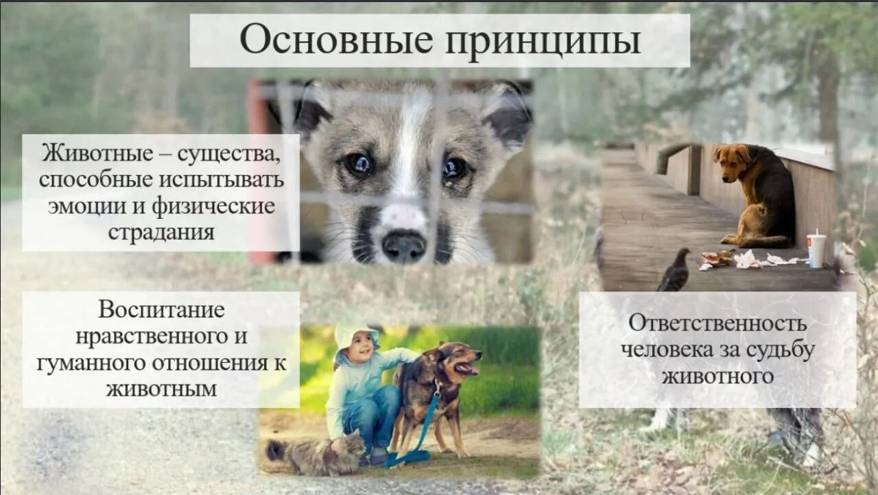 Как нужно относиться к животным. Гуманное отношение к животным. ответственное отношение к животным. ответственность за животных. закон об обращении с животными.