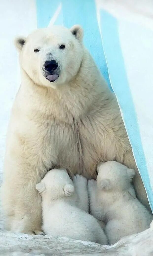 Какого цвета мишка. Новосибирский зоопарк белые медведи. Белый Медвежонок. Самый большой белый медведь. Белый медведь с медвежатами.