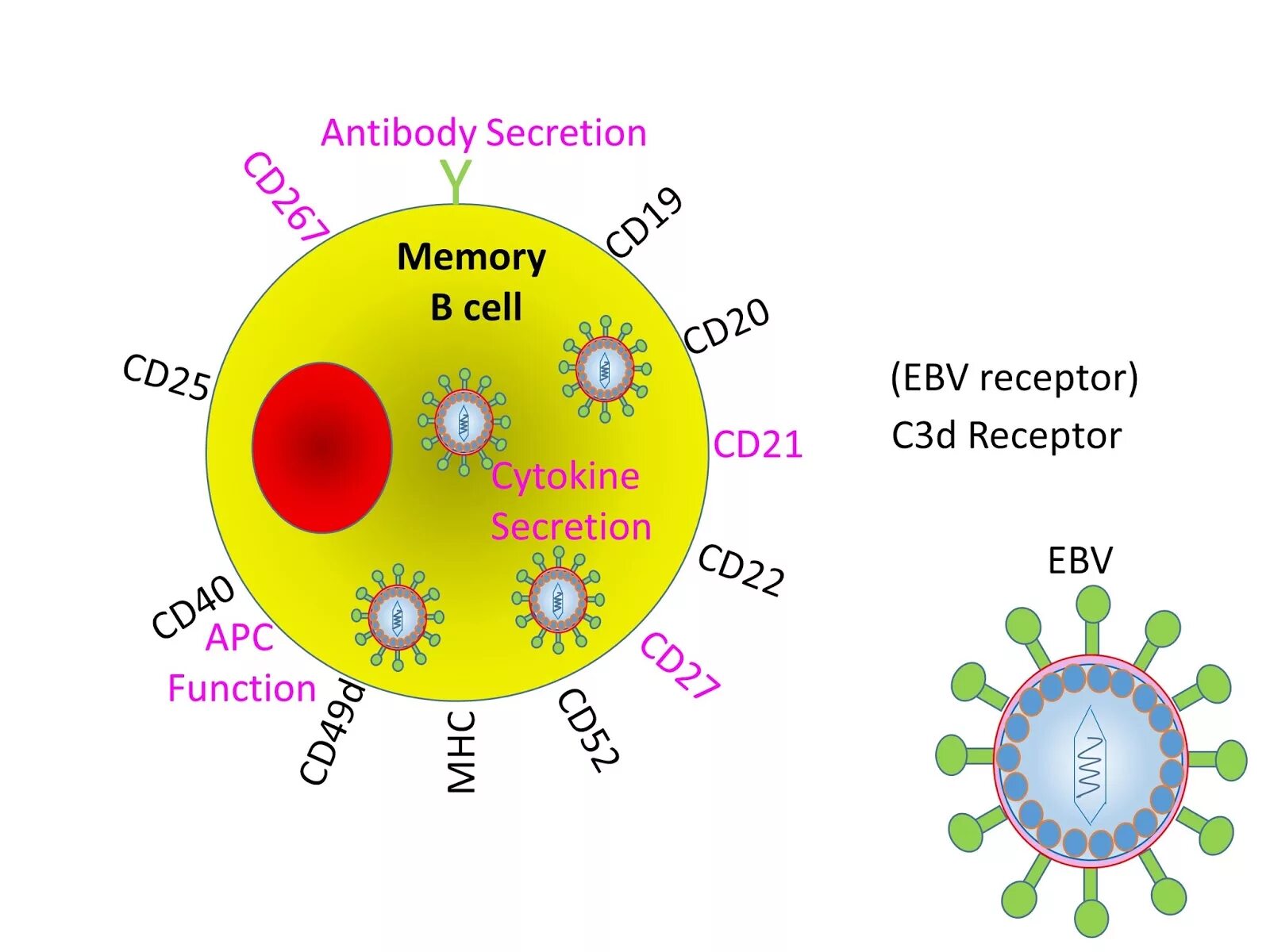 Main cell. Memory cell. cd20 маркер. cd20 низкой плотности. cd20 клетки.