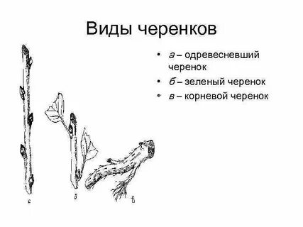 Виды черенков растений