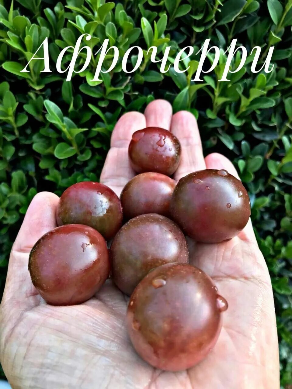 томат афро черри сибирский сад. томат блэк черри. гибрид томат афро черри. афро-черри 20шт томат (сиб сад). томаты афро.