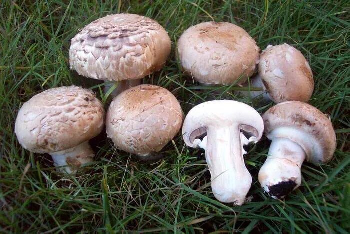 Шампиньон относится к съедобным. Шампиньон двуспоровый (Agaricus bisporus). Шампиньон полевой шампиньон овечий. Шампьнион двуспоровой шляпка. Шампиньон Таблитчатый (Agaricus tabularis).