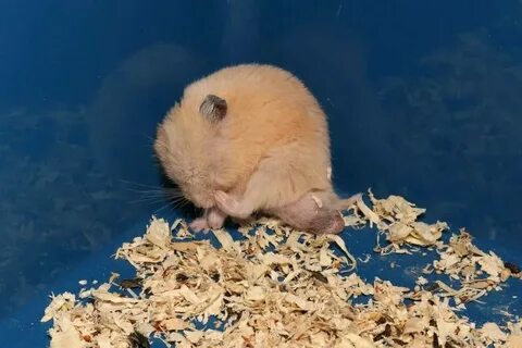 Когда можно будет вывести деньги из хомяка