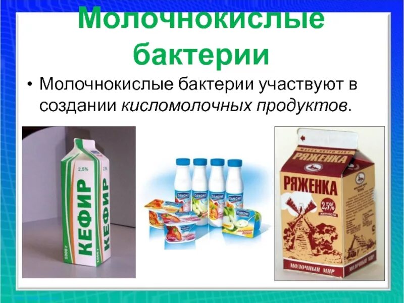 Почему молочнокислые бактерии. Молочнокислые бактерии. бактерии кисломолочных продуктов. кисломолочная продукция бактерии. молочнокислые бактерии продукты.