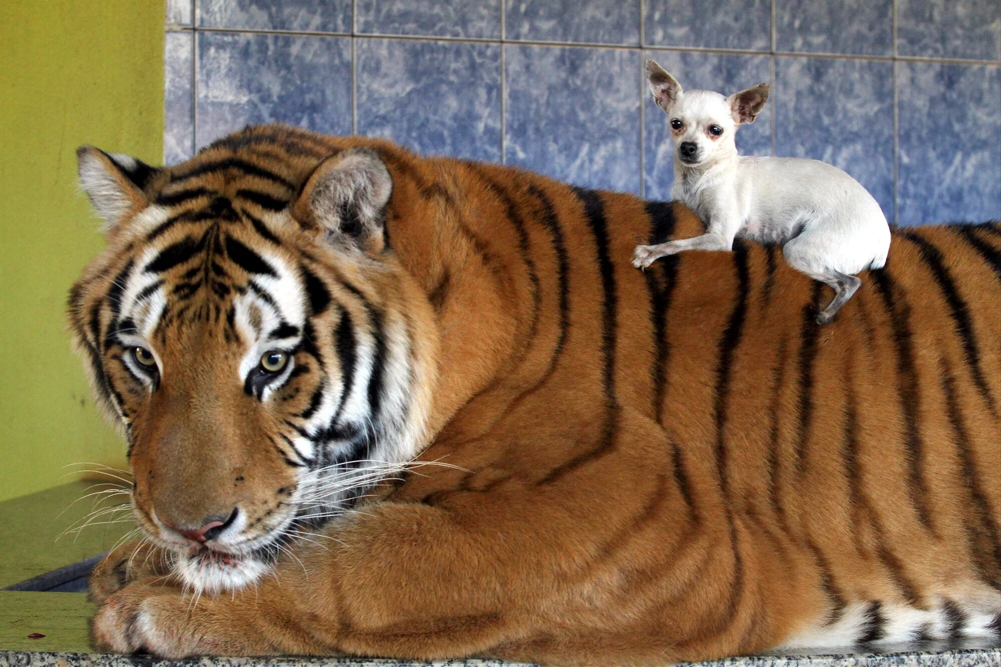 Домашние тигры. Домашние тигрята. Тигр домашний питомец. Домашний тигр маленький.