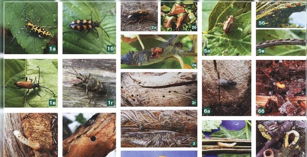 Вредители плодовых садов. Вредители огорода. Насекомые вредители огорода. Вредители садовых растений. Вредители плодовых деревьев.