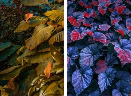 Imagine leaves