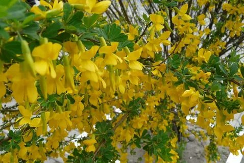 Акация кустарник