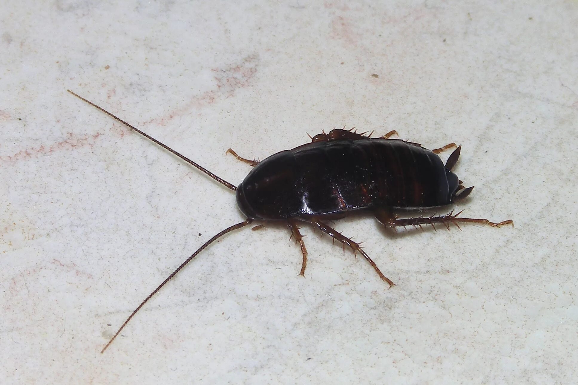 Черный жук похожий на таракана. Blatta orientalis таракан. Черный Восточный таракан (Blatta orientalis). Черные тараканы и прусаки. Таракановые Таракановые.