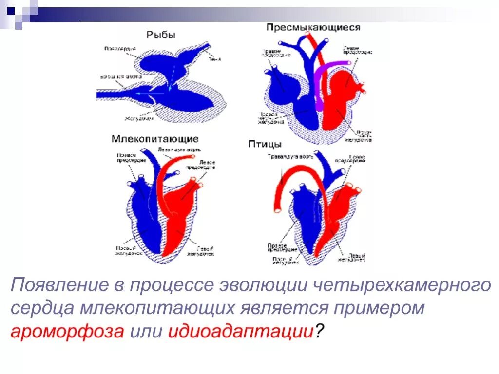 Сравнение сердца птиц и млекопитающих. Схема строения сердца млекопитающих. Строение сердца птиц и млекопитающих. Строение сердца млекопитающих рисунок. Схема строения сердца птиц и млекопитающих.