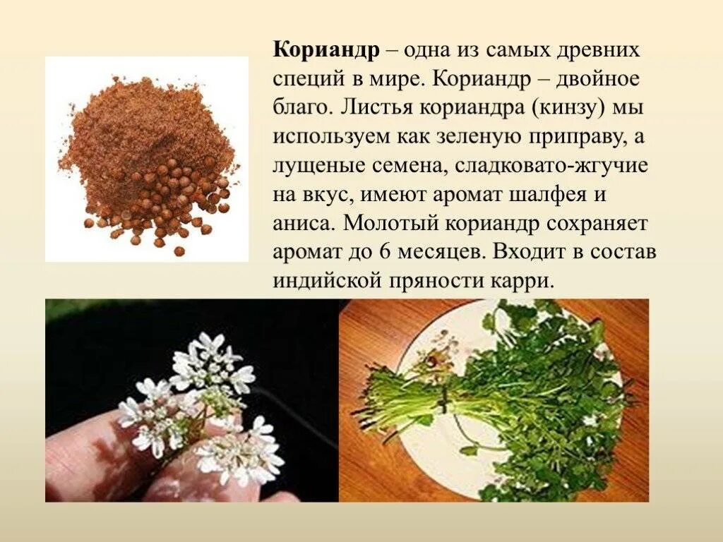 Кинза (кориандр) приправа. Coriander приправа. Кориандр овощной армянский. Кориандр (кинза). Как используют кориандр.