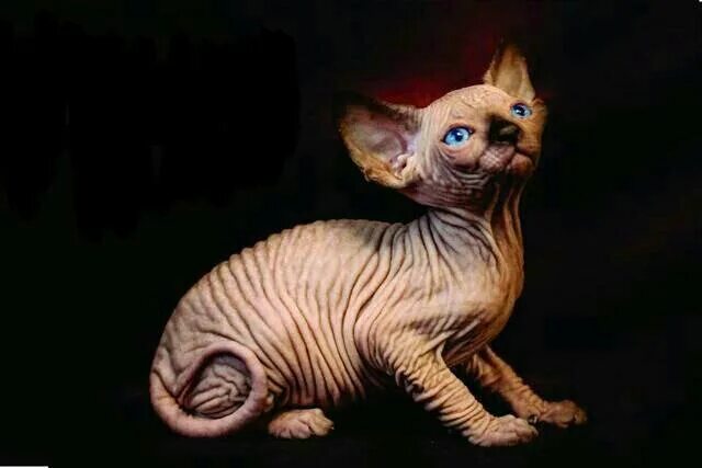 Sphinx 1
