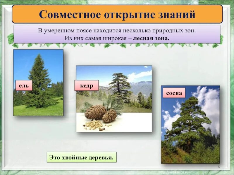 Природные зоны расположенные в умеренном поясе. Деревья умеренного пояса. Растения умеренного пояса. Растения в лесах умеренного пояса. Растения лесных зон умеренного пояса.