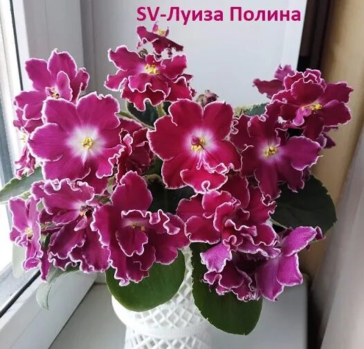 Фиалка "Полина Виардо". Фото и описание сорта Фиалки от Кати Дзен