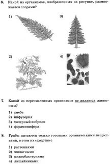 Контрольная по биологии пятый класс первая четверть