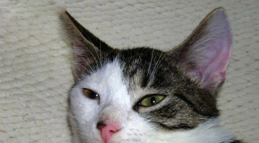 Почему кот высовывает кончик. Кошка высовывает кончик языка. котенок с высунутым языком. кошка с высунутым языком фото. кошечка показывает язык.