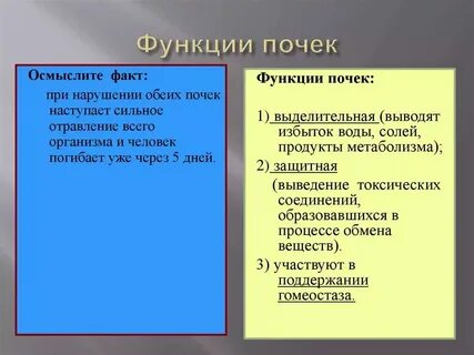 Тесты с ответами почки