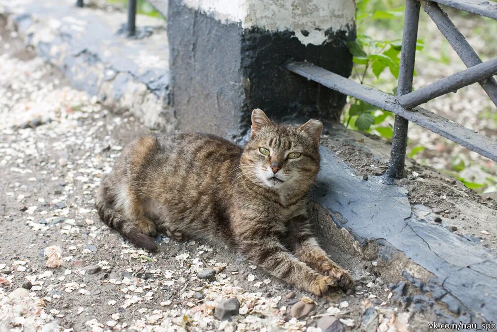 Кот оренбург телефон. Найден кот Оренбург. Рыжий кот Оренбург. Помойныш.